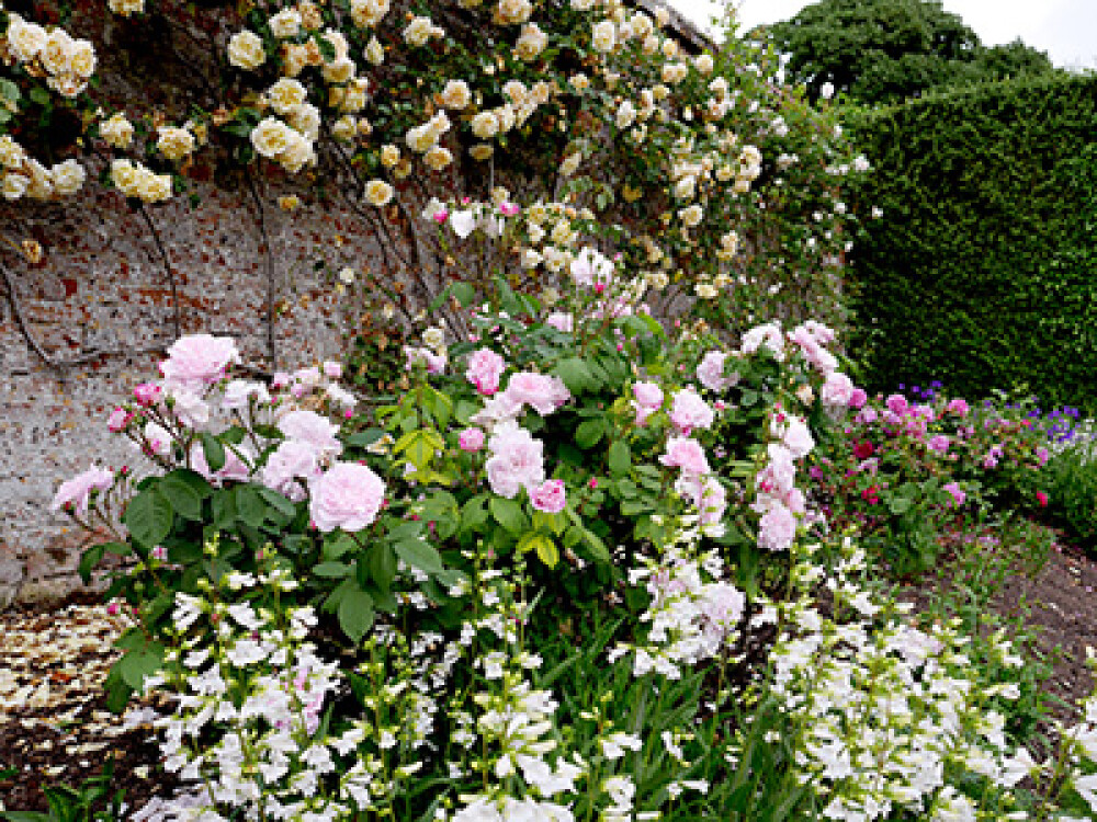 Teas, Tours and Timeless Tales. Guided  Tours and English Gardens.